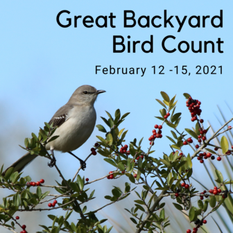 Northern Mockingbird with text: Great Backyard Bird Count