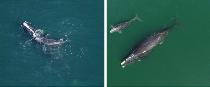 right whales and calves