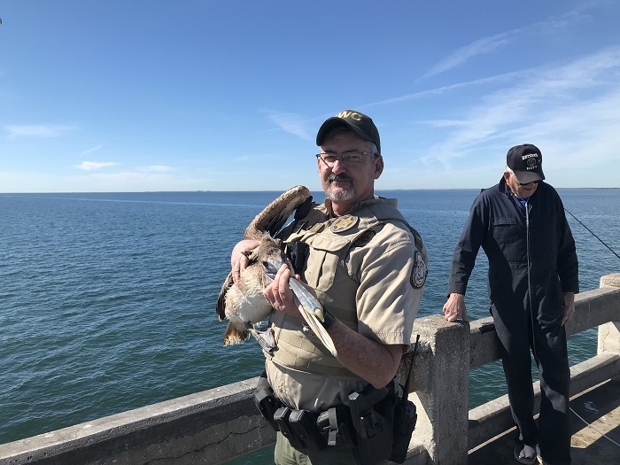 pelican rescue