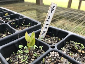 A myrtle oak sprout planted in November 2020.