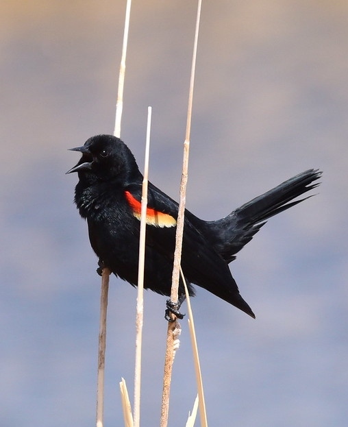 A Red-winged Blackbird sings, perched on reeds in front of a blue sky