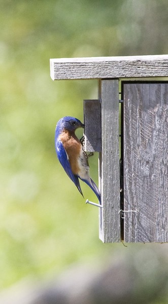 An Eastern Bluebird perches on the outside of a nestbox.