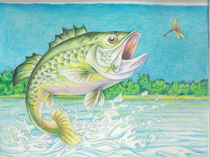 leaping bass pencil drawing