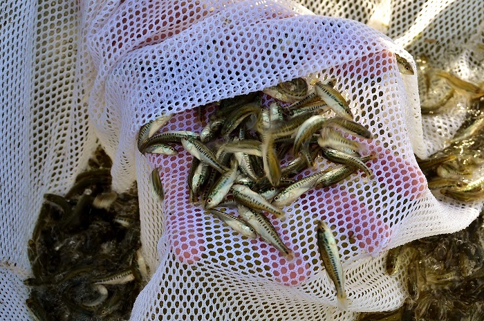 bass fingerlings about to be stocked