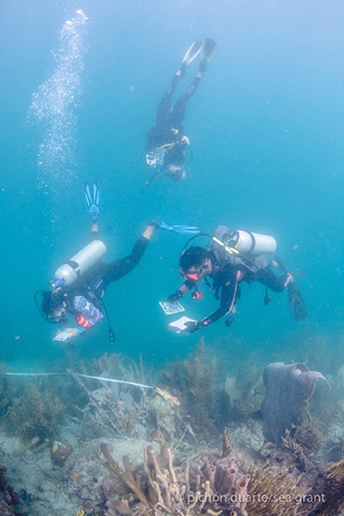 divers at reef