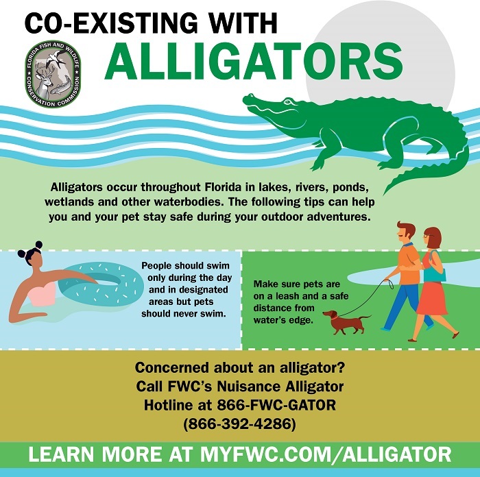 co-existing with alligators infographic