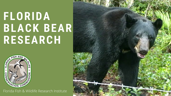 bear research banner