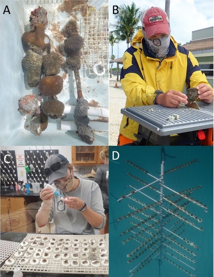 montage of coral planting