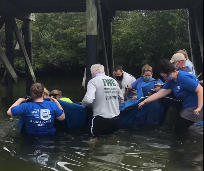 manatee release