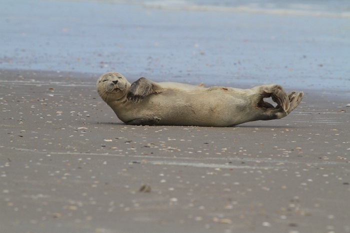 harbor seal on beach