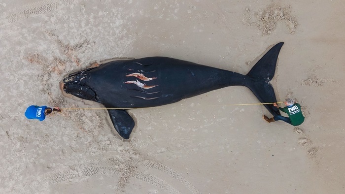 deceased right whale calf