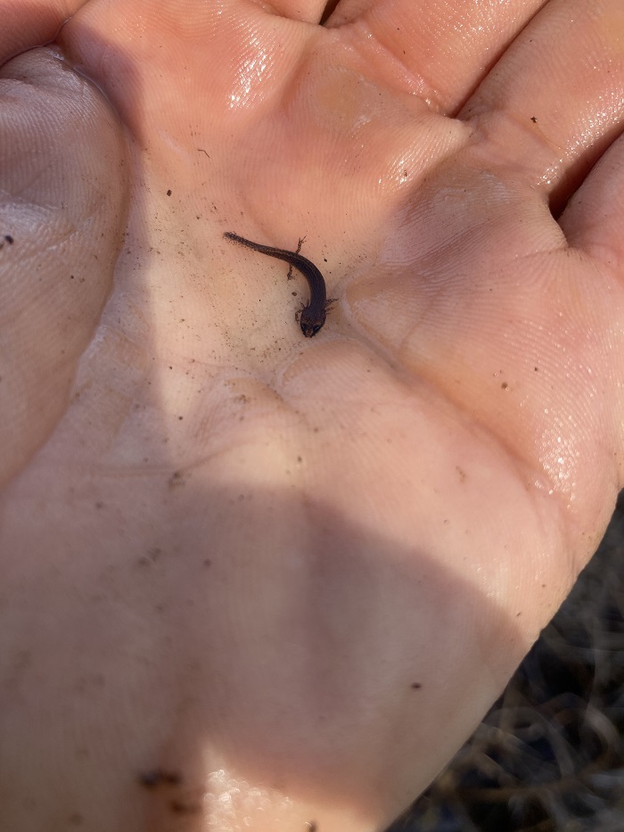dipnetting for salamanders