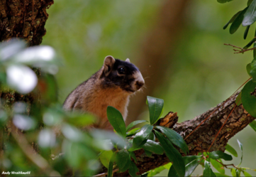 A Sherman's fox squirrel perched in an oak branch