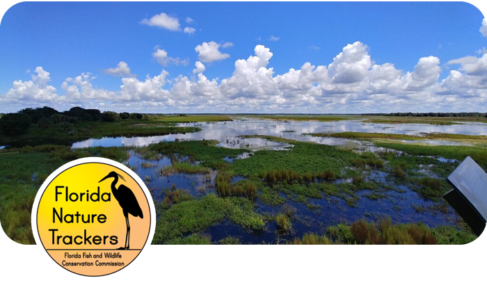 Florida Nature Trackers logo in front of a marsh reflecting the partly cloudy sky