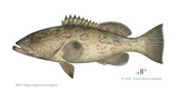 gag grouper by diane rome peebles