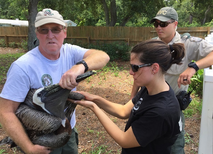pelican rescue