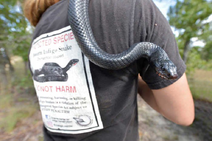 indigo snake