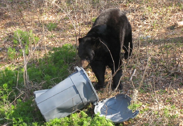bear with garbage container