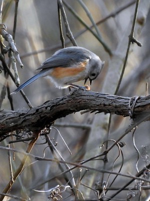 A tufted titmouse sitting on a branch, enthusiastically about to eat an insect