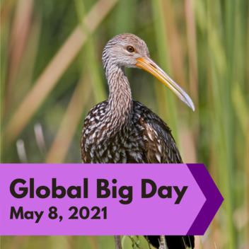 A limpkin in front of a blurred green background of wetland plants, with the text "Global Big Day, May 8 2021" on a purple banner