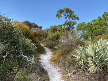 A sandy path winds through shrubs 