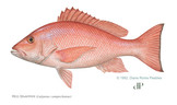 red snapper by diane rome peebles