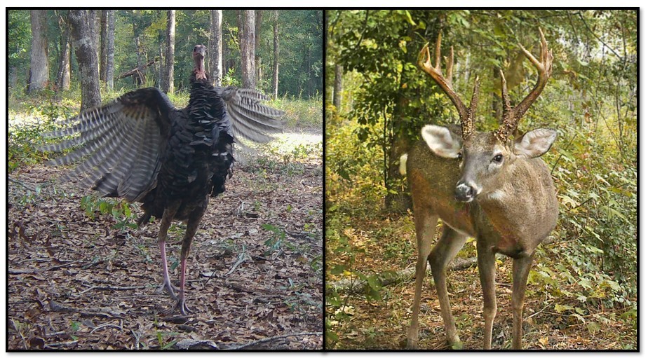 Deer and wild turkey 