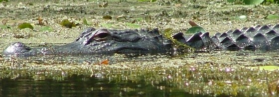Swimming alligator