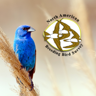 Breeding Bird Survey Logo