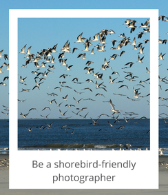 Be a shorebird-friendly photographer