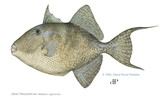 gray triggerfish by diane rome peebles