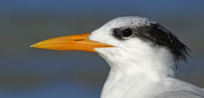 royal tern by Jack Rogers