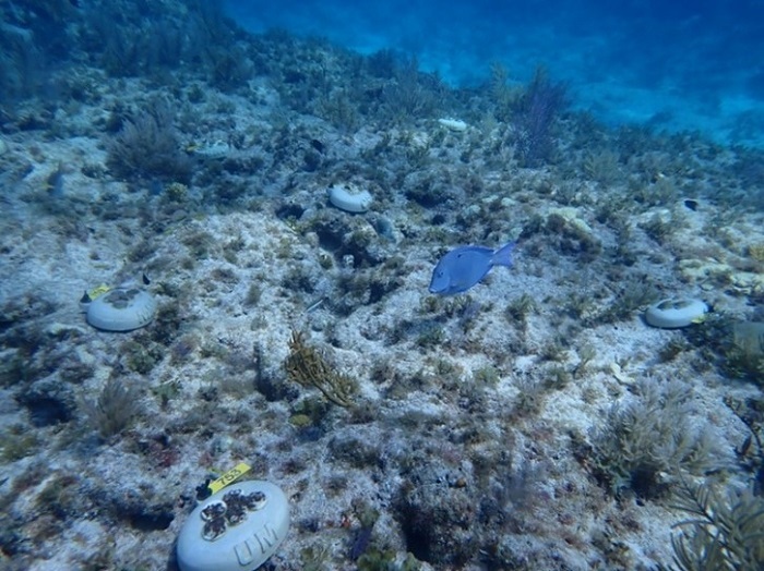 coral outplanting