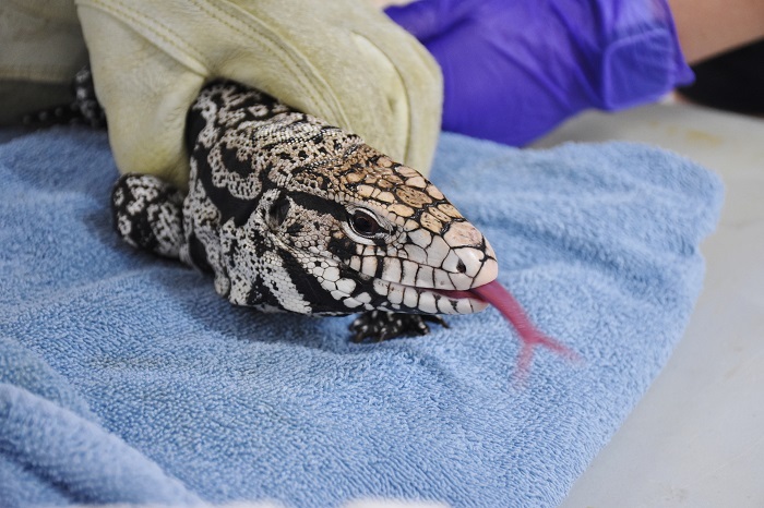 tegu being tagged