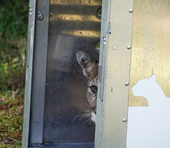 panther being released