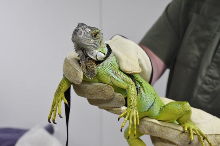 tag your reptile event iguana