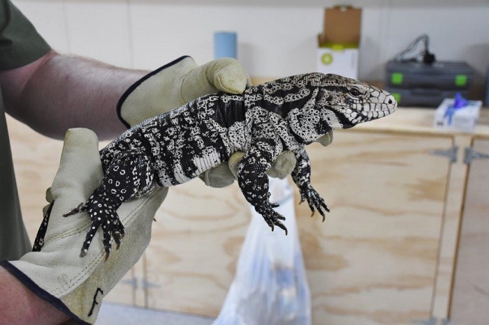 tag your reptile event tegu