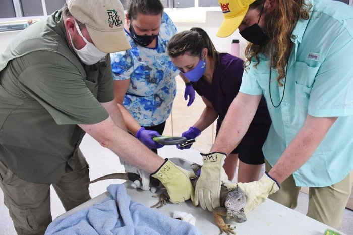 tag your reptile event iguana scan