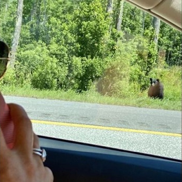 bear in median