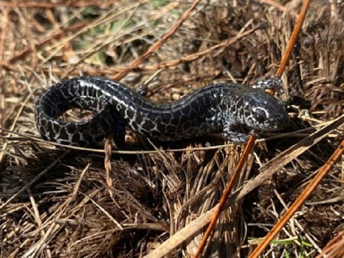 frosted flatwoods salamander