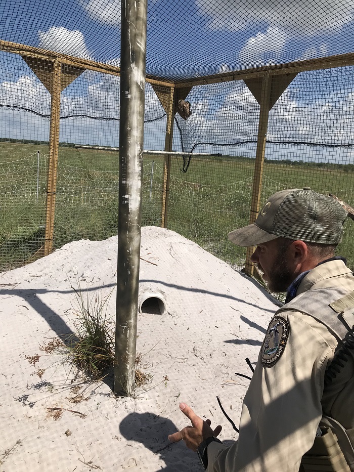 Davidson feeding owls