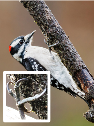 A downy woodpecker perches on a narrow branch