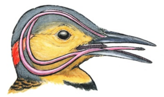 A diagram shows the hyoid apparatus wrapping around the skull of a woodpecker in a cutaway view.