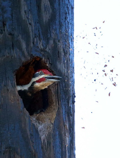 A Pileated Woodpecker works on excavating a nest cavity, throwing woodchips out of the hole into the air
