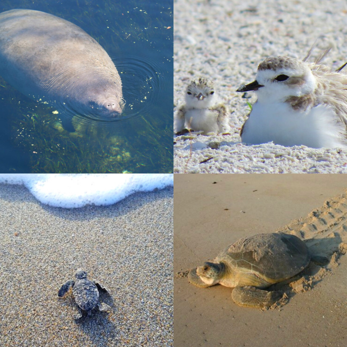 wildlife on beach montage