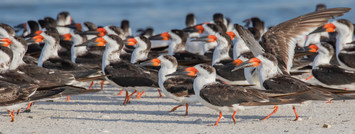 black skimmers by Jean Hall
