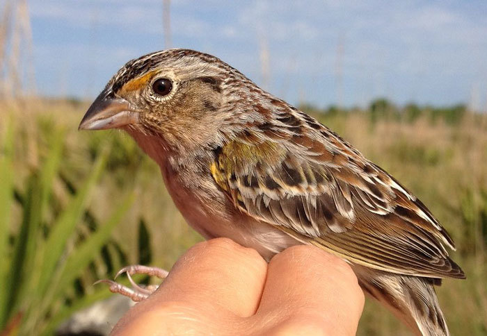 grasshopper sparrow