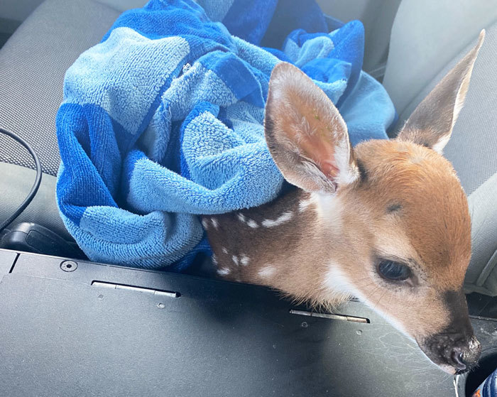 deer rescue