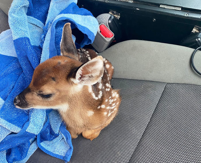 deer rescue