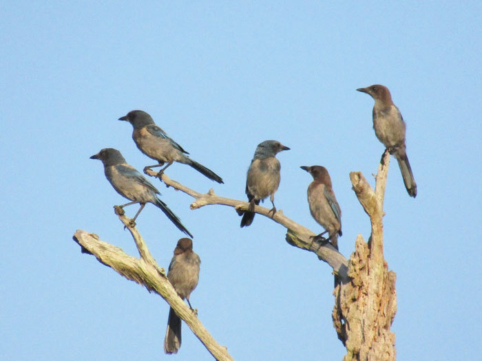 scrub-jay juveniles